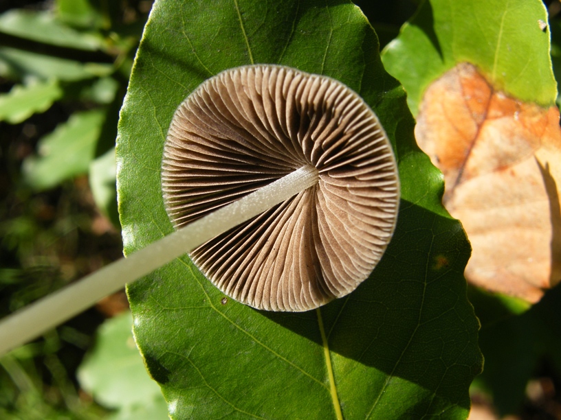 Ombrellini (cfr. Psathyrella conopilus)